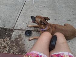 Lost Female Dog last seen Laurel Bend, San Antonio, TX 78250