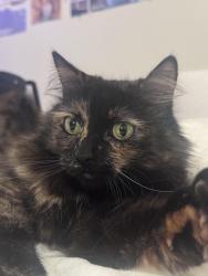 Lost Female Cat last seen Foothill apartments, Old Town Temecula, Railroad park, Temecula, CA 92590