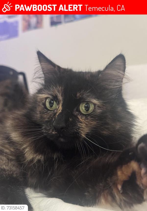 Lost Female Cat last seen Foothill apartments, Old Town Temecula, Railroad park, Temecula, CA 92590
