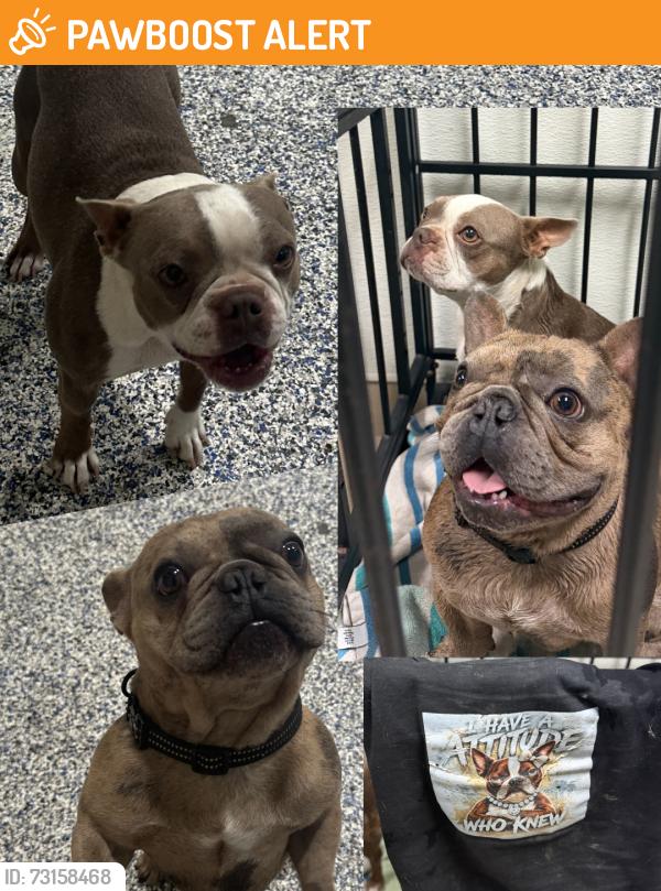 Found/Stray Male Dog last seen 4th st., Rancho Cucamonga, CA 91730
