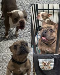 Found/Stray Male Dog last seen 4th st., Rancho Cucamonga, CA 91730