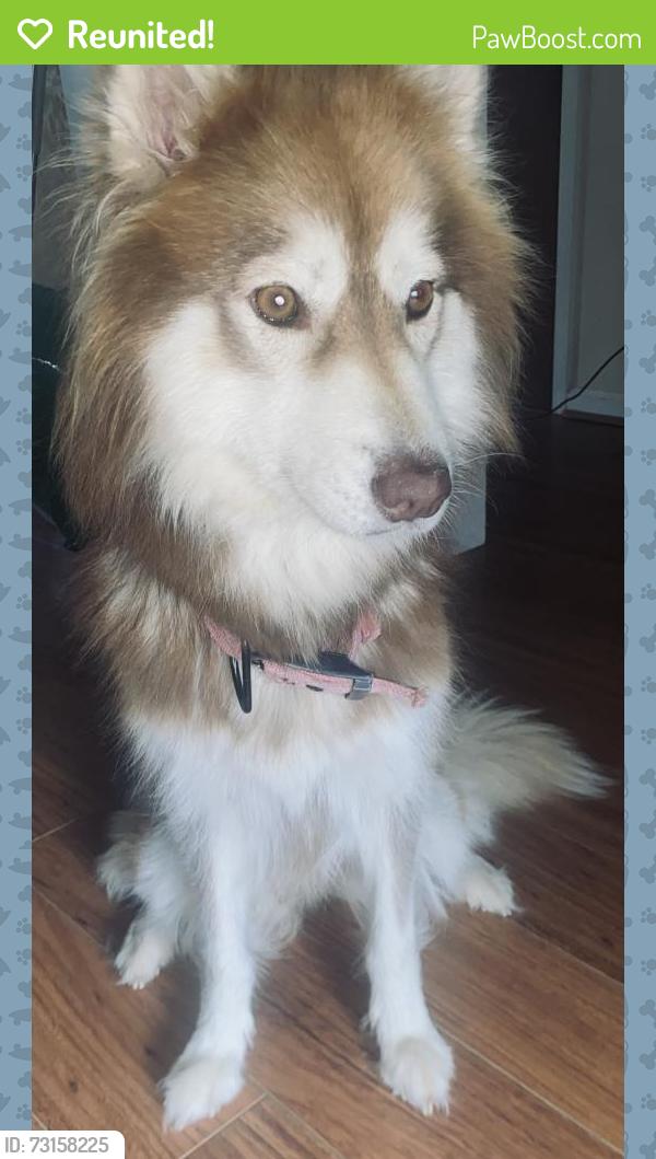 Reunited Female Dog last seen Lewiston elementary, Grovetown, GA 30813