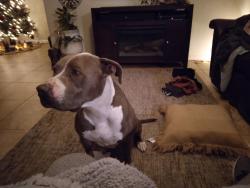Reunited Male Dog last seen 51st Ave & Mcdowell, Phoenix, AZ 85035