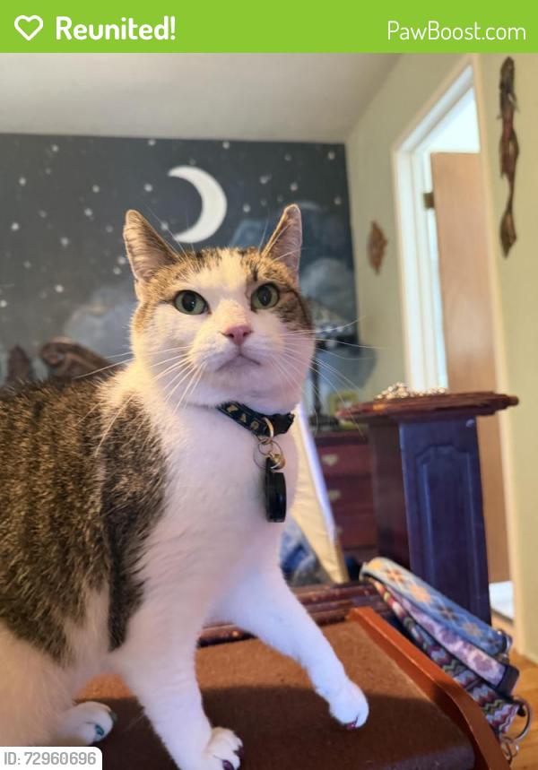 Reunited Female Cat last seen Escalona and Bayona, Santa Cruz, CA 95060