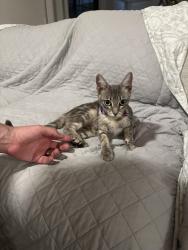 Found/Stray Unknown Cat last seen Via de la Luna, Yorba Linda, CA 92886