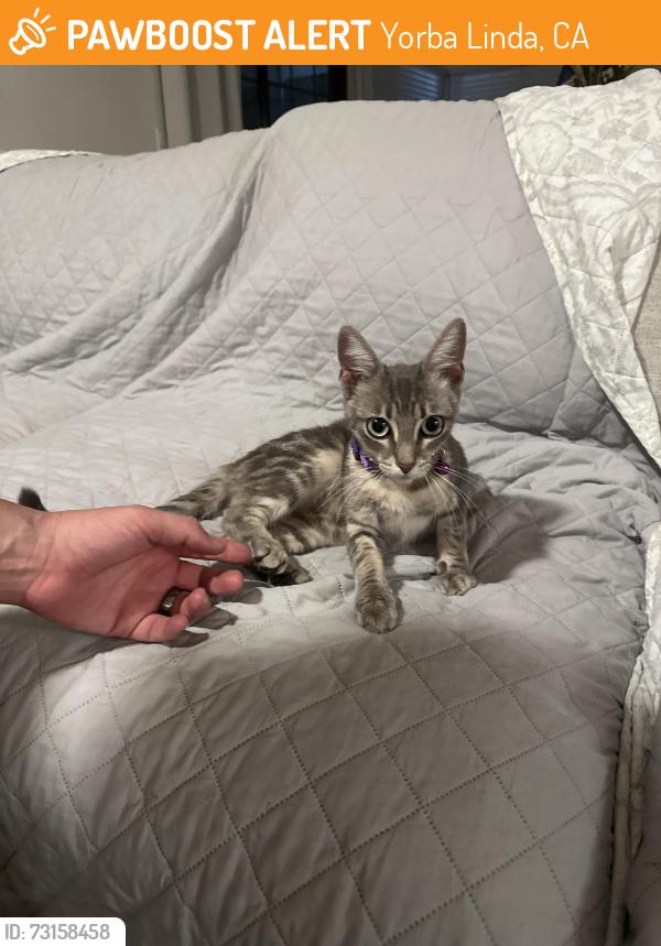 Found/Stray Unknown Cat last seen Via de la Luna, Yorba Linda, CA 92886