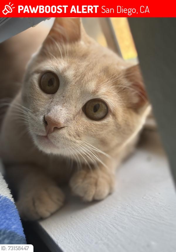 Lost Male Cat last seen Horton Elementary, San Diego, CA 92113