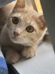 Lost Male Cat last seen Horton Elementary, San Diego, CA 92113