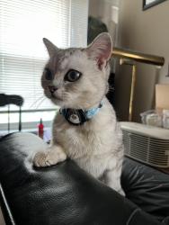 Found/Stray Male Cat last seen Oregon and Vreeland, Clifton NJ, Clifton, NJ 07011