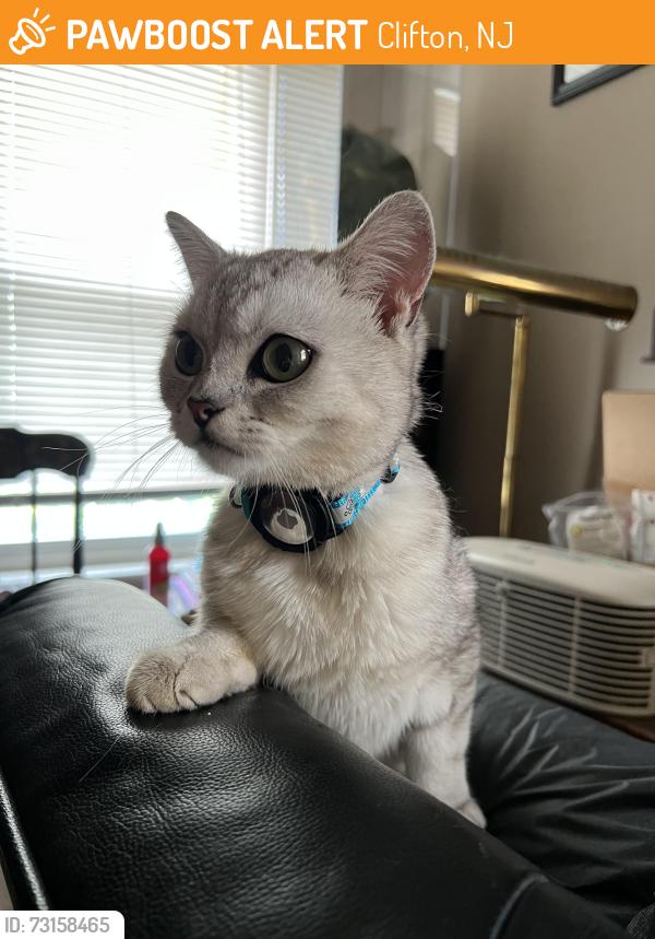 Found/Stray Male Cat last seen Oregon and Vreeland, Clifton NJ, Clifton, NJ 07011