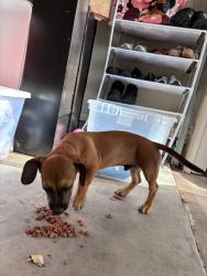 Found/Stray Male Dog last seen Marble Falls Subdivision, Sharyland, Mission, TX 78572