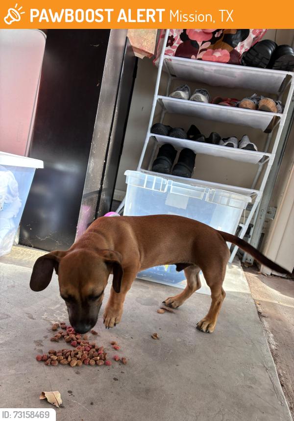 Found/Stray Male Dog last seen Marble Falls Subdivision, Sharyland, Mission, TX 78572