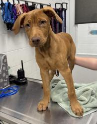 Shelter Stray Male Dog last seen Near Elmwood Ave, 64132, MO, 7077 Elmwood Ave, Kansas City, MO 64132, USA