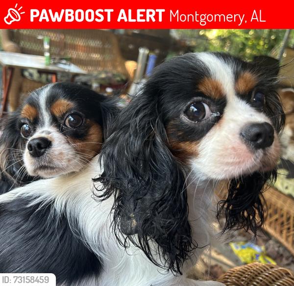 Lost Female Dog last seen Bennett Drive & Sir Michael, Montgomery, AL 36109