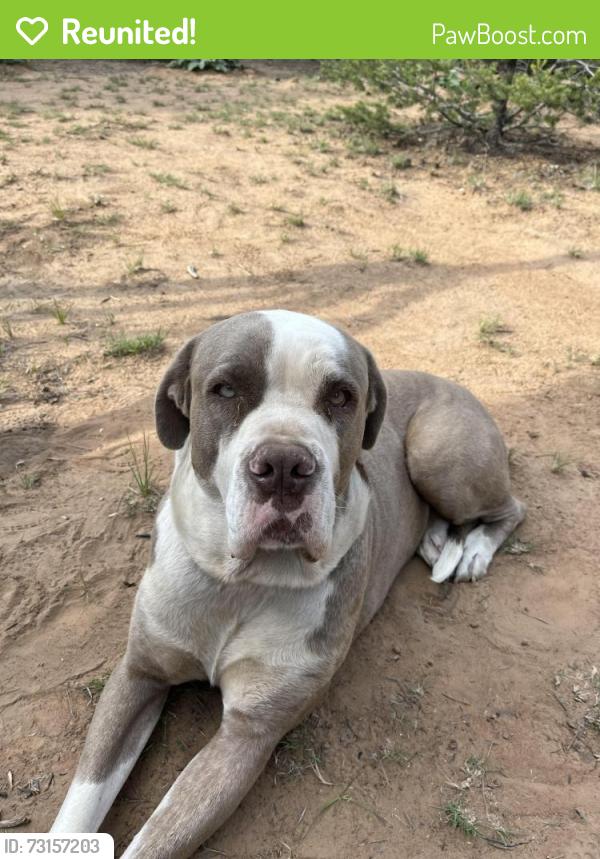 Reunited Male Dog last seen Hardly rd, Tijeras, NM 87059