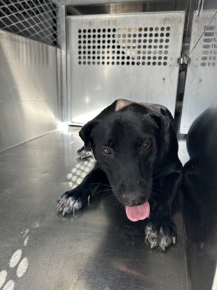 Shelter Stray Male Dog last seen Near W BOLT ST, South District,, 355 Hillshire Dr, Haslet, TX 76052, USA