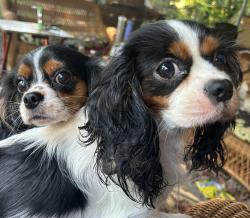 Lost Female Dog last seen Bennett Drive & Sir Michael, Montgomery, AL 36109