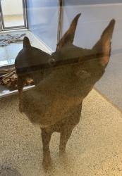 Shelter Stray Male Dog last seen Near Ivanhoe Trl, 64131, MO, 7077 Elmwood Ave, Kansas City, MO 64132, USA