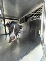 Shelter Stray Male Dog last seen Near W BOLT ST, South District,, 355 Hillshire Dr, Haslet, TX 76052, USA