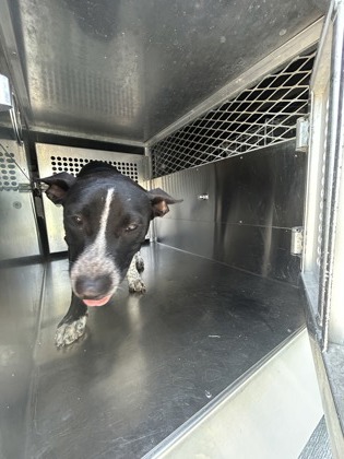 Shelter Stray Male Dog last seen Near W BOLT ST, South District,, 355 Hillshire Dr, Haslet, TX 76052, USA