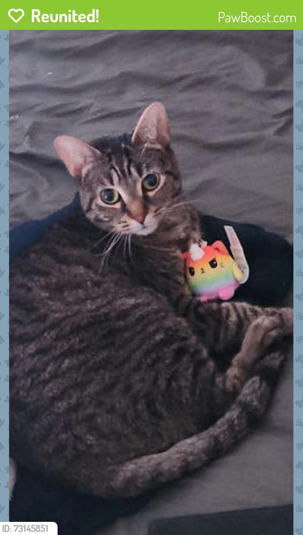 Reunited Female Cat last seen Belaire Pl. and Bonniebrook Dr., Maryland Heights, MO 63043