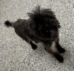 Shelter Stray Male Dog last seen 93rd Place & McKennaly, 64138, MO, 7077 Elmwood Ave, Kansas City, MO 64132, USA