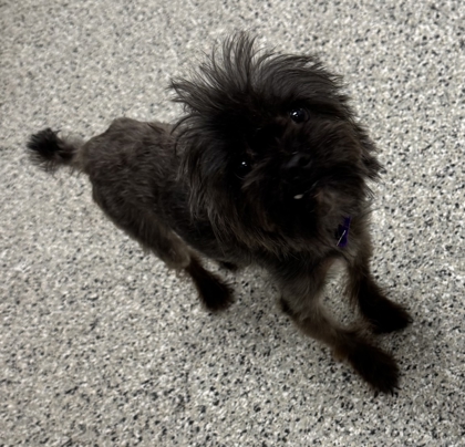 Shelter Stray Male Dog last seen 93rd Place & McKennaly, 64138, MO, 7077 Elmwood Ave, Kansas City, MO 64132, USA
