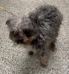 Shelter Stray Male Dog last seen N Bales Ave and NE 35th St, 64117, MO, 7077 Elmwood Ave, Kansas City, MO 64132, USA