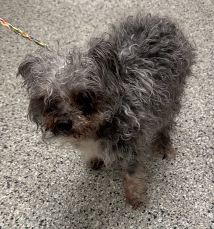 Shelter Stray Male Dog last seen N Bales Ave and NE 35th St, 64117, MO, 7077 Elmwood Ave, Kansas City, MO 64132, USA