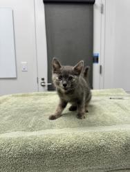Shelter Stray Female Cat last seen Near Zoo Dr, Kansas City, MO 64132, 64132, MO, 7077 Elmwood Ave, Kansas City, MO 64132, USA