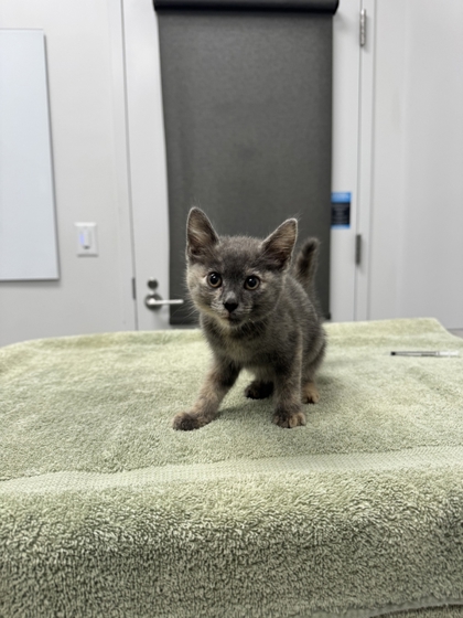 Shelter Stray Female Cat last seen Near Zoo Dr, Kansas City, MO 64132, 64132, MO, 7077 Elmwood Ave, Kansas City, MO 64132, USA