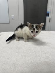 Shelter Stray Male Cat last seen Near NW Prairie View Rd, 64151, 64151, MO, 7077 Elmwood Ave, Kansas City, MO 64132, USA