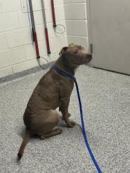 Shelter Stray Female Dog last seen Natchez Ave, City of Knoxville ASO, TN, 3201 Division St, Knoxville, TN 37919, USA