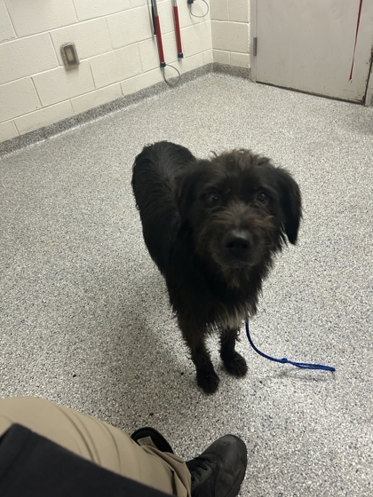 Shelter Stray Male Dog last seen Near Kenyon St, City of Knoxville ASO, TN, 3201 Division St, Knoxville, TN 37919, USA