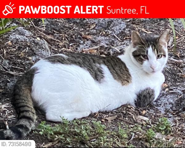 Lost Male Cat last seen Mission Oak Dr., Suntree, FL 32940