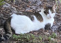 Lost Male Cat last seen Mission Oak Dr., Suntree, FL 32940