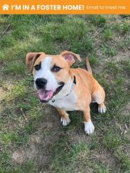 Shelter Stray Male Dog last seen Near N Edgewood St, 21229, MD, 301 Stockholm St, Baltimore, MD 21230, USA