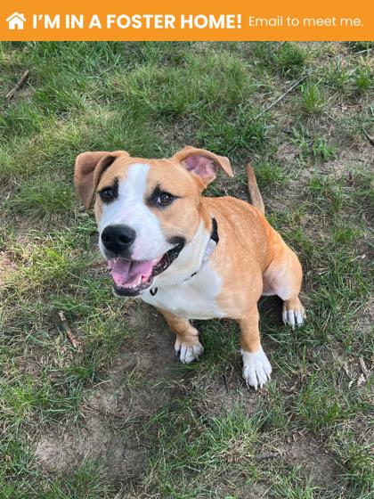 Shelter Stray Male Dog last seen Near N Edgewood St, 21229, MD, 301 Stockholm St, Baltimore, MD 21230, USA