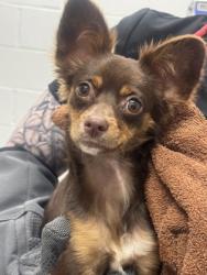 Shelter Stray Female Dog last seen Near Dantrey Ct, 21225, MD, 301 Stockholm St, Baltimore, MD 21230, USA