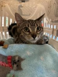Shelter Stray Unknown Cat last seen Near Fulton Industial BLVD, Atlanta, GA, 1251 Fulton Industrial Blvd NW, Atlanta, GA 30336, USA