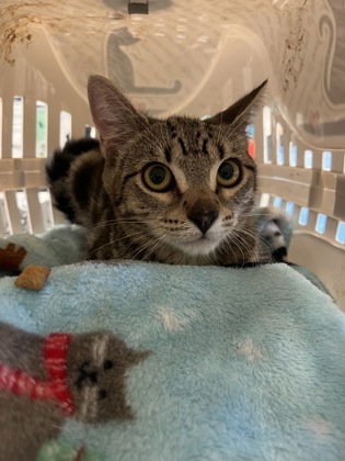 Shelter Stray Unknown Cat last seen Near Fulton Industial BLVD, Atlanta, GA, 1251 Fulton Industrial Blvd NW, Atlanta, GA 30336, USA