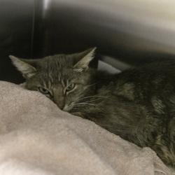 Shelter Stray Female Cat last seen Cherry ST., Edgerton, City of, WI, 5132 Voges Rd, Madison, WI 53718, USA
