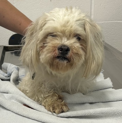 Shelter Stray Male Dog last seen Near E 149, 4th District, OH, 9203 Detroit Ave, Cleveland, OH 44102, USA