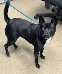 Shelter Stray Female Dog last seen Memorial Drive Stone Mountain, GA 30083, 30083, GA, 3280 Chamblee Dunwoody Rd, Chamblee, GA 30341, USA