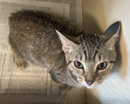 Shelter Stray Female Cat last seen Near Winters Park Dr Doraville, GA 30360, 30360, GA, 3280 Chamblee Dunwoody Rd, Chamblee, GA 30341, USA