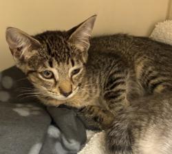 Shelter Stray Female Cat last seen Near Peachtree Place Pky, Doraville, GA 30360, 30360, GA, 3280 Chamblee Dunwoody Rd, Chamblee, GA 30341, USA