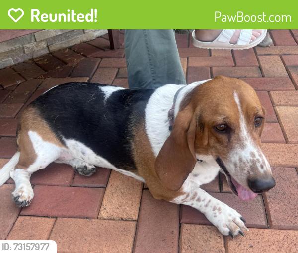 Reunited Female Dog last seen Nicolas near Sunrise, Blue Point, NY 11715