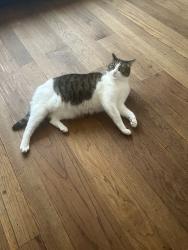 Lost Female Cat last seen Eden dental, Hayward, CA 94541
