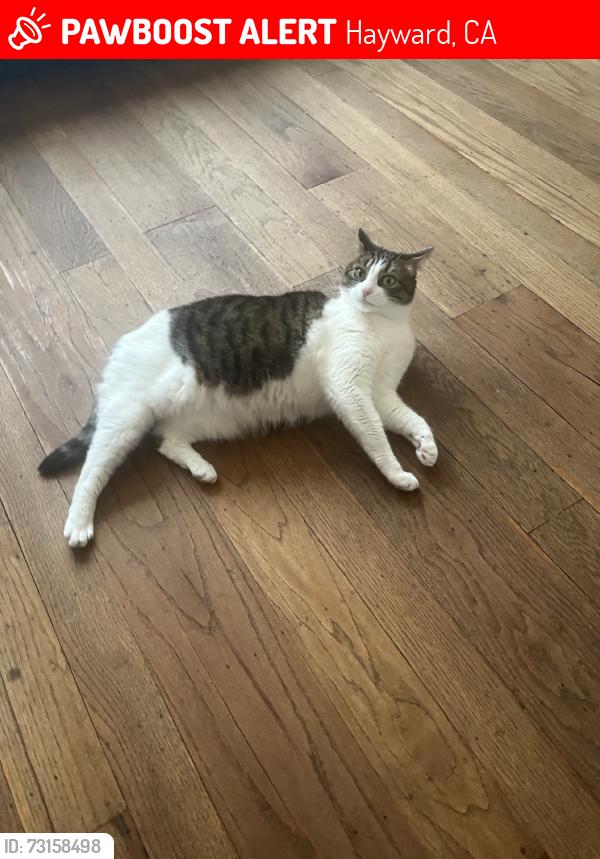 Lost Female Cat last seen Eden dental, Hayward, CA 94541