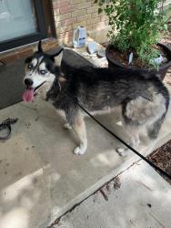 Found/Stray Female Dog last seen Spring time, San Antonio, TX 78249